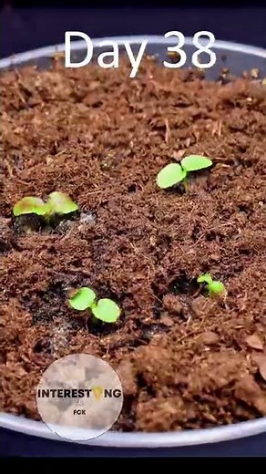 Growing KIWI from seeds!🥝🌱AMAZING Time Lapse