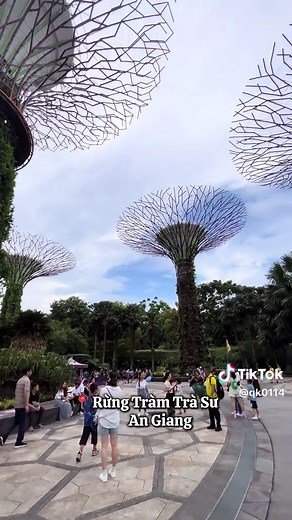 Khám Phá Rừng Tràm Trà Sư An Giang Đẹp Tuyệt Vời