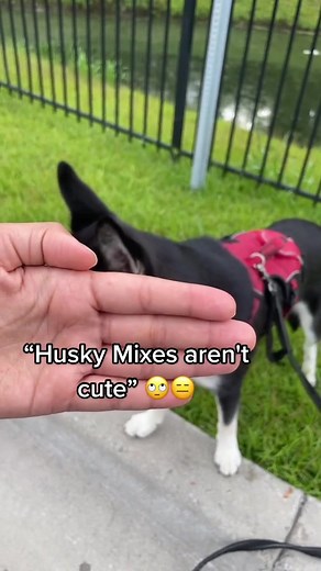 Adorable Bella Labsky Puppy - Husky Mixed Breeds