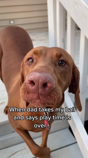 Dog Ball Launcher Fail Funny Video