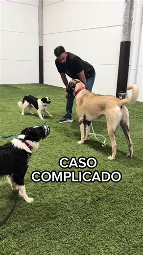 Hoy trabajamos con dos Border Collie completamente desbordados. Perros que ya habían pasado por otras metodologías. Tres meses de formación… sin ningún cambio real. Y no es casualidad. Porque estos no son perros para “probar cosas”. No son perros para improvisar. Son perros exigentes, intensos, con una carga genética que requiere conocimiento, experiencia y estructura real. Aquí no bastó una sesión. Ni dos. Han sido semanas de trabajo. Sesiones grupales. Proceso, lectura, intervención y constanc