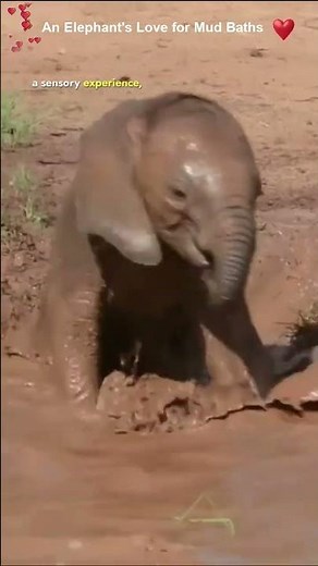 Baby elephant tries mud bath for the first time #elephant #wildlife #animals