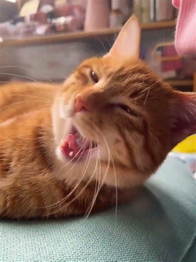 Cute Animals Blowing Up Online Today