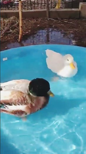 Cute Duck Swimming in Pool 🦆💦 | Relaxing & Funny Animal Video