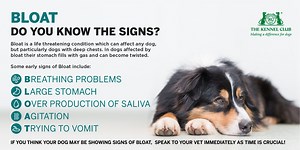 Bloat in Dogs: Causes and What to Look Out For - Dogs First