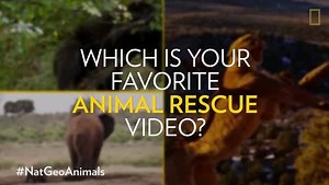 210K views · 4.5K reactions | These dramatic rescues—including a baby elephant, cougar, and brown bear—caught our attention this year. Which one stands out to you? #NatGeoAnimals | National Geographic History | Facebook