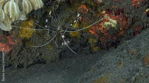 A striped shrimp with long whiskers sits next to a pulsating coral with its claws outstretched. Banded boxer shrimp (Stenopus hispidus) 6 cm. ID: red and white bands on the body and claw arms.