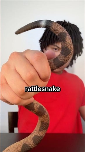 How Rattlesnake Rattles Work 😳