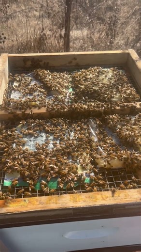 Thriving vs Surviving Winter#sandyvalleyhoneyco#beekeeping#sustainability#winter#shortvideo#fondant