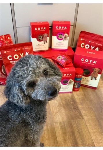 Thank you so much @🐾Archie the Cockapoodle 🐾 for sharing your experience with us! ❤️ “I’ve always struggled with feeding Archie because he’s so fussy and I’m particular about what foods I feed him. Before COYA Archie had constant bad belly and barely touched his food no matter what I gave him. Since Archie’s been on COYA his tummy has settled and he enjoys dinner time so much more! I also struggled with getting Archie to engage on walks but as long as I have COYA in my pocket he walks to a per