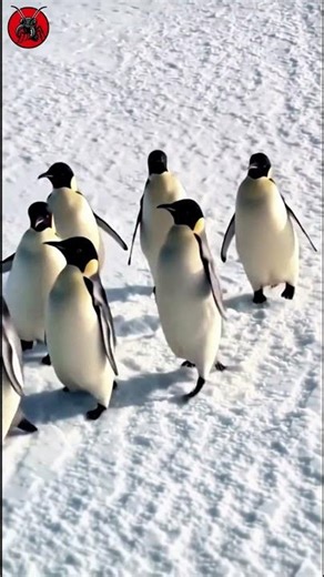 FUNNY Emperor Penguin Moments Caught on Camera in 4K Wildlife Documentary