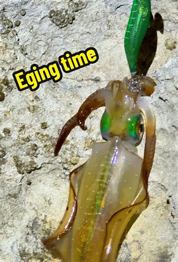 Moonrise and Squid: The Perfect Eging Night