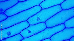 Nucleus Onion cells with methylene blue stain under microscopy
