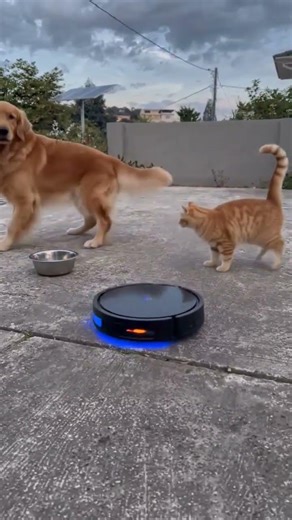 The dog and cat both start synchronized dancing to a funky beat.#cat#dog#dance