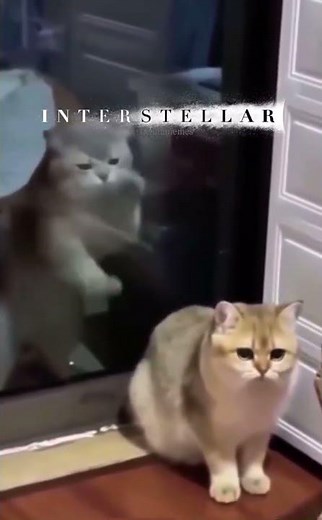 Interstellar - Don’t let me leave Murph #funny #interstellar #cats