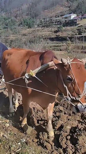 This Old Ox Still Plows the Land — A Silent Story of Strength & Hard Work 🐂🌾