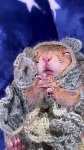 Adorable Sleeping Squirrel Returns to Nature 🐿️🌌