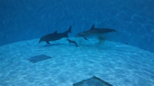 WATCH: Baby dolphin's birth caught on camera at Brookfield Zoo in viral moment