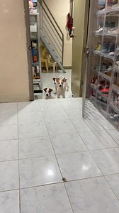 1.8M views · 80K reactions | SUPER CUTE NYO TALAGA MILO AND FRIENDS 凉 | Milo & Friends | Facebook