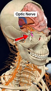 160K views · 2.1K reactions | Optic nerve #NerveHealth #anatomy 易‍⚕️ | Dr. Ishtiaque Arafat | Facebook