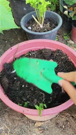 ทำสาวผักมิ้น วิธีนี้ทำกับผักสะระแหน่ก็ได้นะจ๊ะ