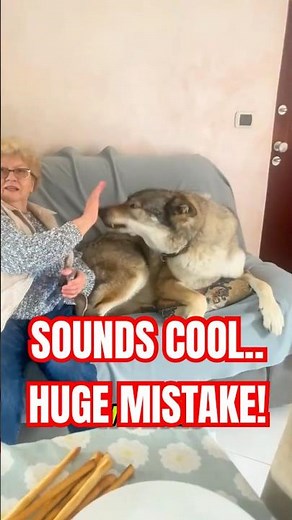 The Reality Of Having A Pet Wolf