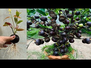 Great Technique for Grafting Mangosteen Fruit To Mangosteen Tree, growing mangosteen tree