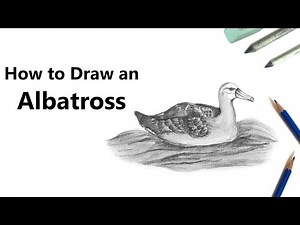 How to Draw a Albatross with Pencils [Time Lapse]
