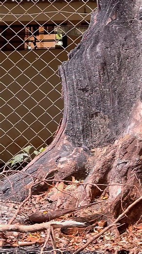 Samba Kennels proudly presents the sire of our first ABKC Brazilian Bull registered litter in the USA 🐂 ➖➖➖Mon Breusseus➖➖➖ of @santuariomonsterkennel Cafeina is confirmed and by a true freak of nature 31 inches head. 150 lbs of raw Brazilian Bull power Head, bone, mass, and attitude all where they should be Just imagine what comes from that combination. | Samba Kennels