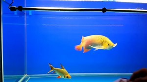 10K views · 37 reactions | Arowana feeding © Charles Apdua | For The Love of Fish | Facebook