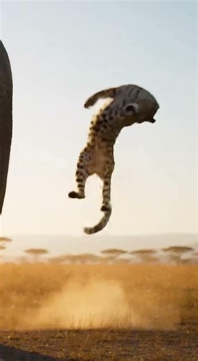 LEOPARD’S FATAL MISTAKE! Elephant’s ONE Kick Sends It FLYING 😳🐘💥