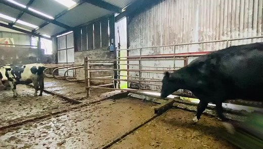 8.7K views · 150 reactions | 22 High Production In Calf Heifers. Source Herd – Fully milk recorded herd showing 305-day average of 622 kgMS/cow from 7500ltrs, 4.57% Fat and 3.49% Protein. In-calf to Angus bull calving from late January through February and into March. https://www.grasstecgroup.com/livestock-available/22-high-production-in-calf-heifers/ | Grasstec | Facebook