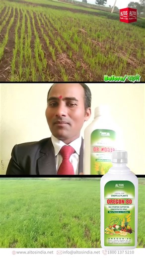 🌱 Oregon-80: Increase crop production and savings in cost 🌱 Do you want your crops to grow faster and production to grow? So Oregon-80 is a great companion for your crops! 🔹 Increase water absorption: Oregon-80 increases capacity of leaves' rome pores, improving water absorption. 🔹 Nutrients Protection: It helps in maintaining nutrients in the farms longer. 🔹 Increasing production: Using Oregon-80 can increase your farm production from 10% to 20%! 🔹 Savings in cost: Correctly spread of fer