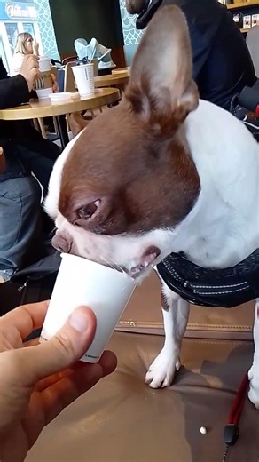 Fine dining at Starbucks with Willow