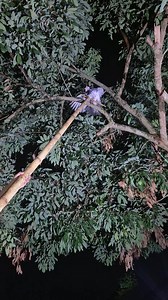 Catch birds with bamboo 👀 | Aziz Bodan