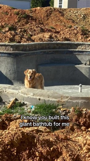 Dog's Hilarious Pool Supervising Routine