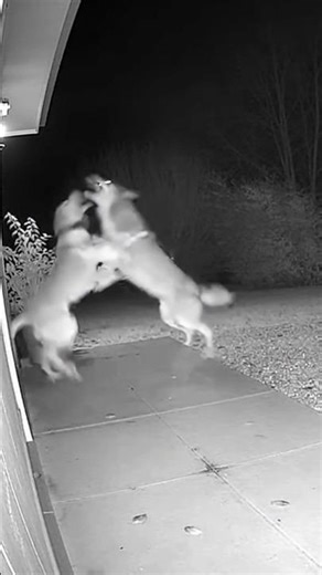 “Dog vs Wolf Fight | Ai Wild Encounter Caught on Camera 🐺🐶🔥”