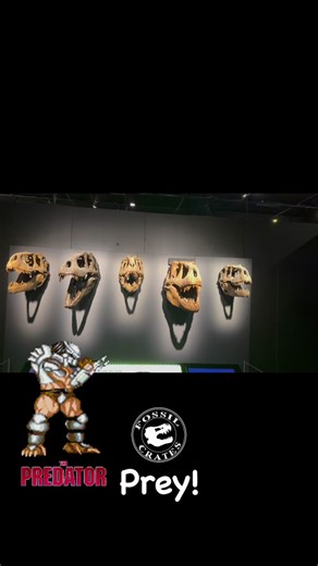 Prey! Despite being a child of the ‘80s I somehow didn’t see the movie #Predator until a few years ago. What a movie laden with amazing quips! I see why it’s a classic. The Predator lore, being seen with so many historic and prehistoric trophies, made me at once envision a world where #tyrannosaurids are prey for the ultimate Predator! This wall, on display at OMSI, brought forth thoughts of an alpha Predator’s wall. Sure, #ceratopsian trophy walls are fun, but seeing so many apex #predators on 