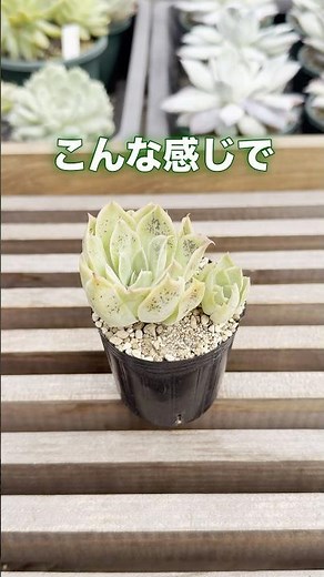 【ハダニと高温障害】見分け方のポイント