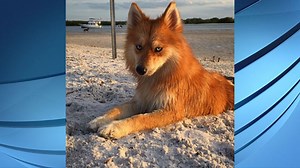 Dog goes viral for her resemblance to a fox