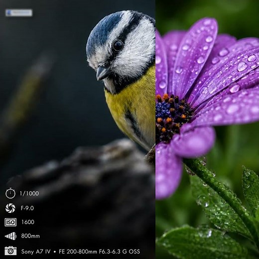 Sony A7 IV Camera Review 📸 | Stunning Wildlife & Macro Photography Samples