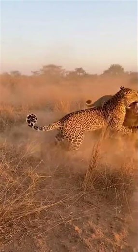 Epic Showdown: Leopard vs Lion in the Wild! #Leopard #shorts