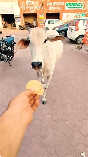 Unlikely friends: a Calf and a Golden Retriever Share Biscuits! 🐶🐮 #shorts #youtubeshorts #calf #dog