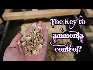 How to Keep Ammonia Down While Breeding Rats