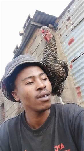 Mrs Mpangela: A Chicken's Heartwarming Moments with Chickyman