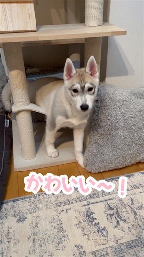 自分の大きさを理解してない赤ちゃんハスキー #シベリアンハスキー #ハスキー #ハスキー犬