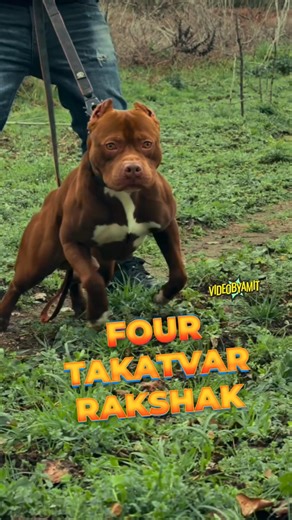 FOUR TAKATVAR RAKSHAK | #dog #shorts #pitbullfacts #pitbull #amazingfacts #facts #fact #knowledge