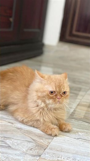 5 Persian cat for free | 5 Persian cat for free | #persiancat #free #cat #pet