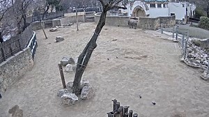 Budapest Zoo Webcams