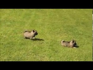 Keeshond Puppies For Sale